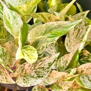 Rare Snow/Marble Queen Pothos Cuttings | Variegated Clippings | Easy Care Indoor Office Houseplants | Beginner Plant-Plant Lover Gift