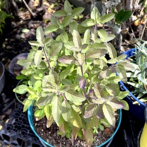 Indian Krishna Tulasi Plant | Live Sacred Holy Basil | Ocimum tenuiflorum | NON-GMO/No Pesticides