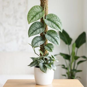 Low Light Vining Plants - Etsy
