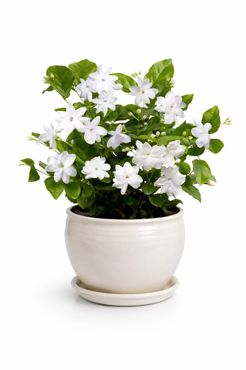 Live Jasmine Sambac Maid of Orleans - Fragrant Single Petal