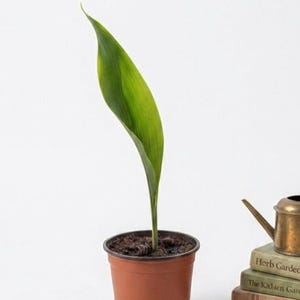 May include: A single green leaf plant in a brown plastic pot, positioned next to a small brass watering can resting on two stacked books titled Herb Gardening and The Kitchen Garden.