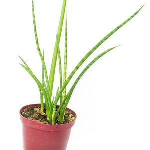calathea grn Calathea Majestica Princeps  2er-Set Zimmerpflanzen