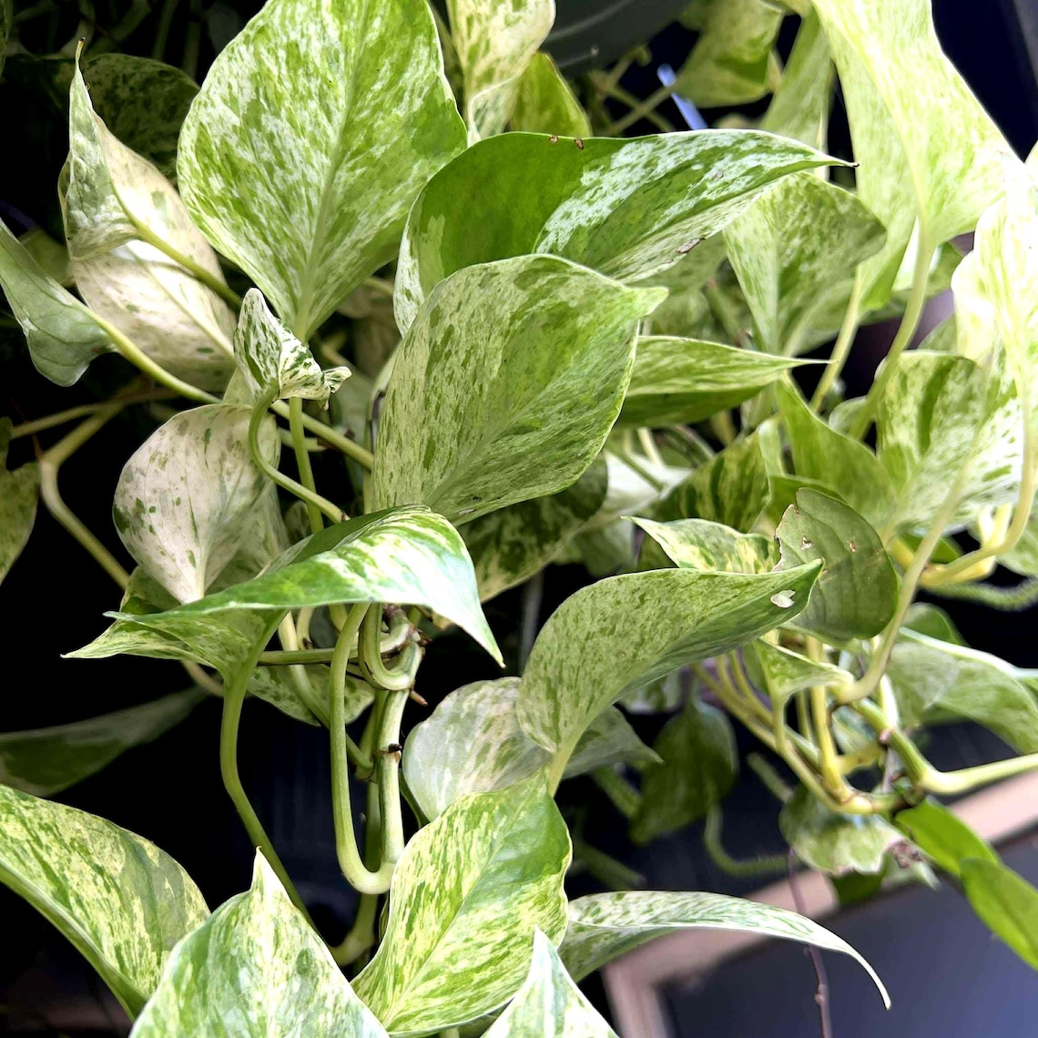 Rare Pothos Cuttings Mix Bundle : Marble Queen, Cebu Blue, Manjula ...