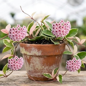 K&ouml;nnte beinhalten: Eine Hoya carnosa Pflanze mit panaschierten gr&uuml;n-cremefarbenen Bl&auml;ttern und rosa Stielen in einem verwitterten Terrakottatopf. Die Pflanze zeigt mehrere Dolden aus kleinen, sternf&ouml;rmigen, hellrosa Bl&uuml;ten mit dunkelrosa Bl&uuml;tenmitten.