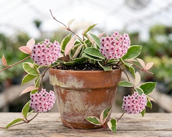 Hoya Carnosa Krimson Queen, Tricolor Hoya Krimson Queen Live Plant, Rooted 4" Pot, Variegated Hoya