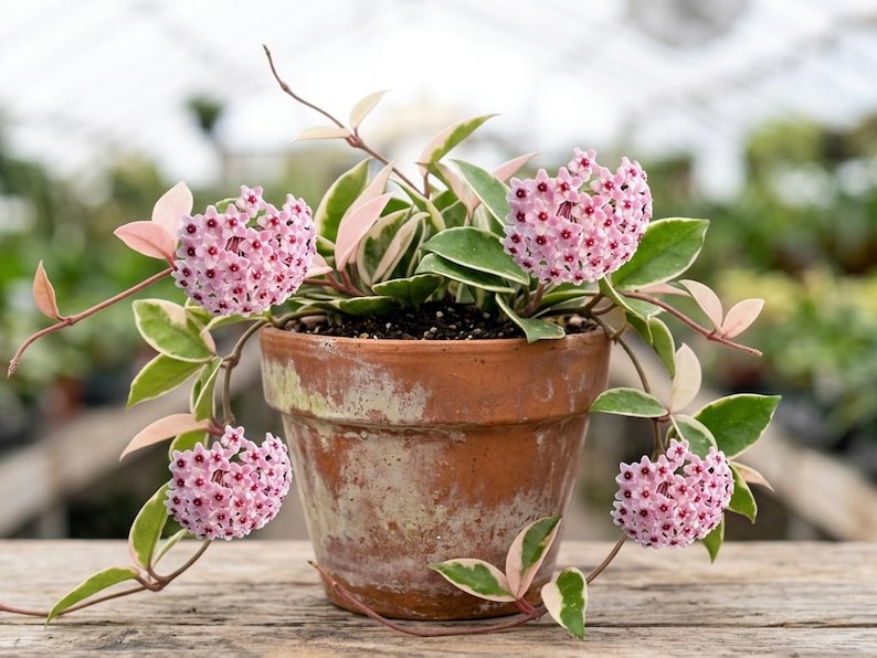 K&ouml;nnte beinhalten: Eine Hoya carnosa Pflanze mit panaschierten gr&uuml;n-cremefarbenen Bl&auml;ttern und rosa Stielen in einem verwitterten Terrakottatopf. Die Pflanze zeigt mehrere Dolden aus kleinen, sternf&ouml;rmigen, hellrosa Bl&uuml;ten mit dunkelrosa Bl&uuml;tenmitten.