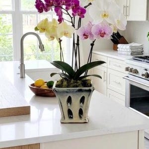 May include: A decorative potted orchid arrangement with white, purple, yellow, and pink blooms. The flowers are in a square, cream-colored pot with dark blue accents. The arrangement is on a white countertop in a kitchen.
