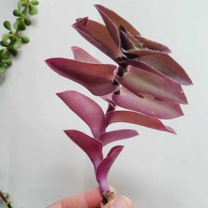 Velvet Purple Heart Wandering Jew Cutting Trailing Houseplant EasyCare Sun-Loving Fast-Growing Ground Covering Rare Fuzzy Plant Propagation