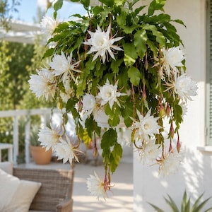Queen of Night Cactus Epiphyllum Oxypetalum 3” Pot Live Rooted Night Blooming Orchid Cactus Plant Fragrant Flowering Cold Hardy Houseplant