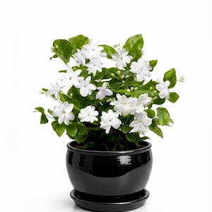Fragrant Arabian Jasmine Sambac - Single Petal Live Plant in 4" Pot - White Flowers Houseplant - Perfect Gift for Her - Indoor/Outdoor