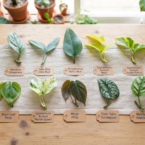 May include: Ten individual plant cuttings arranged in two rows on a light-colored fabric runner. Each cutting is labeled with a small brown paper tag identifying the plant variety, including Monstera siltepecana, Cebu Blue, Philodendron Baltic Blue, Epipremnum aureum Neon, Golden Pothos, Heart Leaf Philo, Marble Queen, Mican Philo, Silver Satin Scindapsus, and Monstera adansonii.