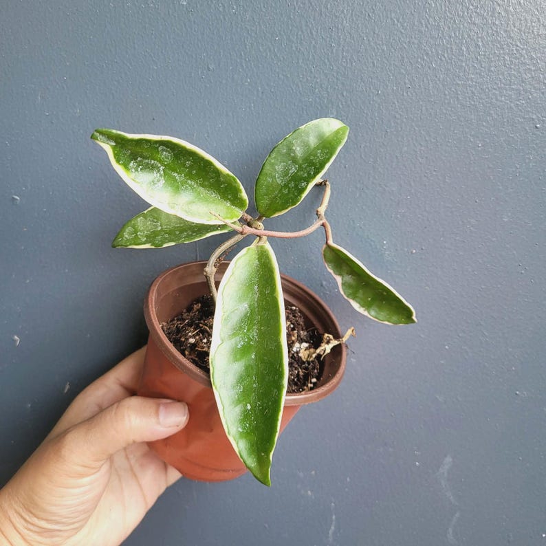 K&ouml;nnte beinhalten: Eine Hoya-Pflanze mit panaschierten Bl&auml;ttern, die dunkelgr&uuml;ne Zentren und cremewei&szlig;e R&auml;nder aufweisen, gepflanzt in einem kleinen braunen Kunststofftopf mit dunkler Blumenerde. Die Pflanze hat mehrere spitze, wachsartige Bl&auml;tter.