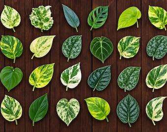 Rare Plant Cuttings Bundle, Houseplant Cuttings with Nodes for Propagation, Pothos Monstera Succulent Cuttings, Select Options