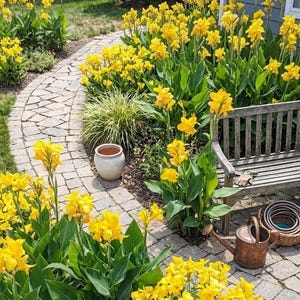 May include: A garden scene featuring vibrant yellow canna lilies with broad green leaves lining a stone pathway. A weathered wooden bench sits beside the flowers, accompanied by a copper watering can and a coiled garden hose in a basket.