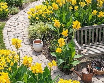 Lemon Zest Canna Lily Live 4" Pot Plant, Tropical Yellow Flower, Beginner Gardening, Fast Growing Full Sun, Patio Pond Ornamental Plant