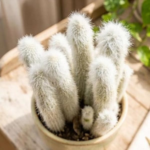 May include: A potted cactus with fuzzy, white stems and a light green pot. The cactus is set on a wooden surface, with sunlight illuminating the plant. The plant is a decorative houseplant.