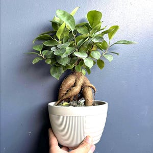 Ficus Ginseng Microcarpa Bonsai Tree in 4&quot;Pot |Thick Trunk Indoor House Plant |Gift for Mom Birthday Housewarming | Potted Bonsai Ficus Tree