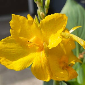 Dwarf Yellow Canna Lily Rhizome: Tropical Pond Plant, Hummingbird Attractor