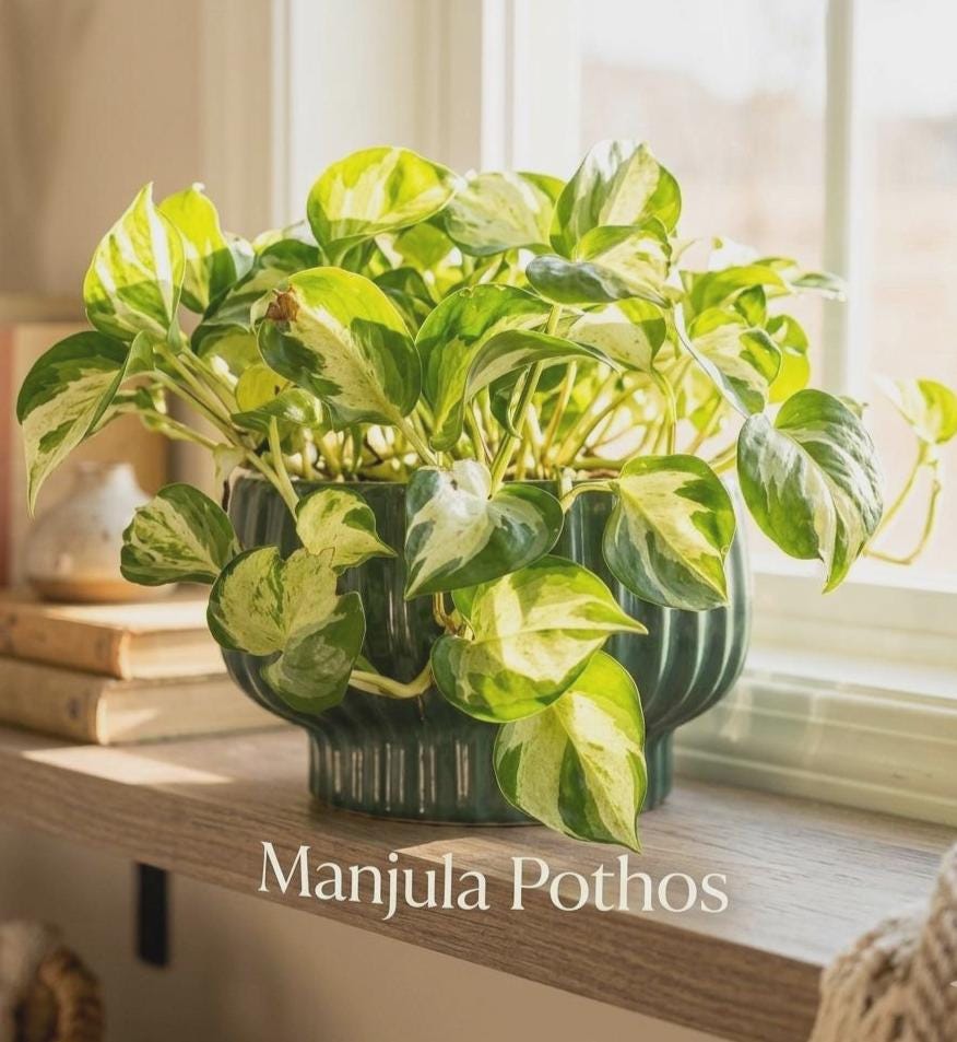 Rare Pothos Cuttings Mix Bundle : Manjula Pothos & Harlequin Majula ...