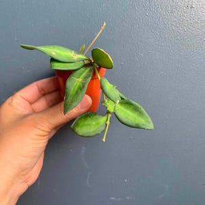May include: A small Hoya plant with thick, waxy, dark green leaves featuring lighter green centers, potted in a small orange plastic container. The plant has several trailing stems and pointed, succulent-like foliage with visible veining.