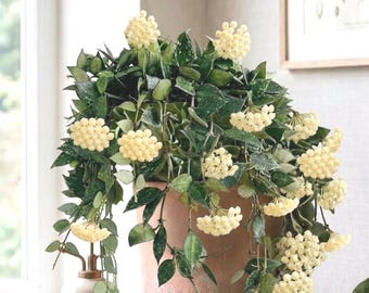 Hoya Krohniana Silver Splash 3” Pot Live Rooted Plant | Hoya Eskimo Wax Vine | Easy Care Indoor Houseplant | Beginner Friendly Air Purifying