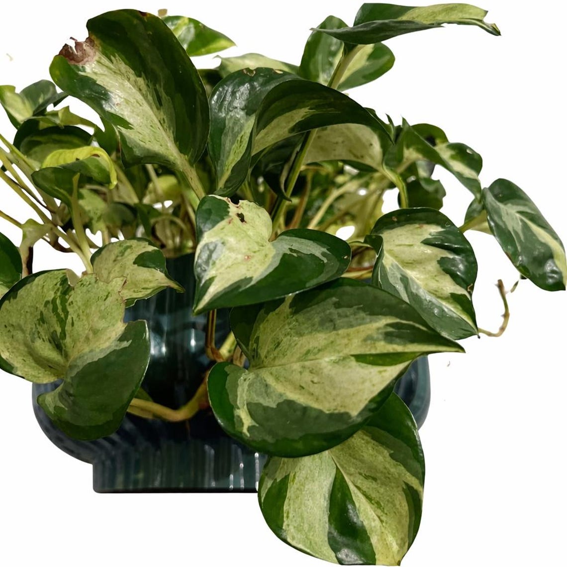 Rare Pothos Cuttings Mix Bundle : Marble Queen, Cebu Blue, Manjula ...
