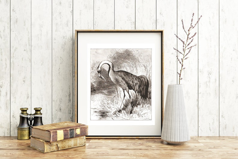 Digital Download Crane 1800s Drawing Print Your Own Artwork Etsy