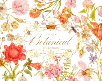 Antique Floral Botanical Graphics Collection - Commercial License