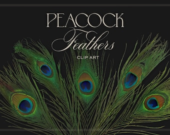 Realistic Peacock Feather Digital Clip Art Graphics and Commercial Use