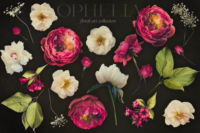 Ophelia Moody Floral Clip Art Bundle - Dark Botanical PNG Sammlung - Burgund Weiß - Kommerzielle Nutzung Bild 9