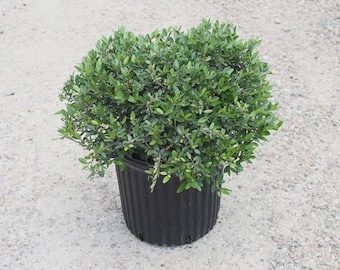 Yaupon holly bush 3 per order live rooted