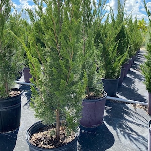 Eastern red cedar tree 4ft tall