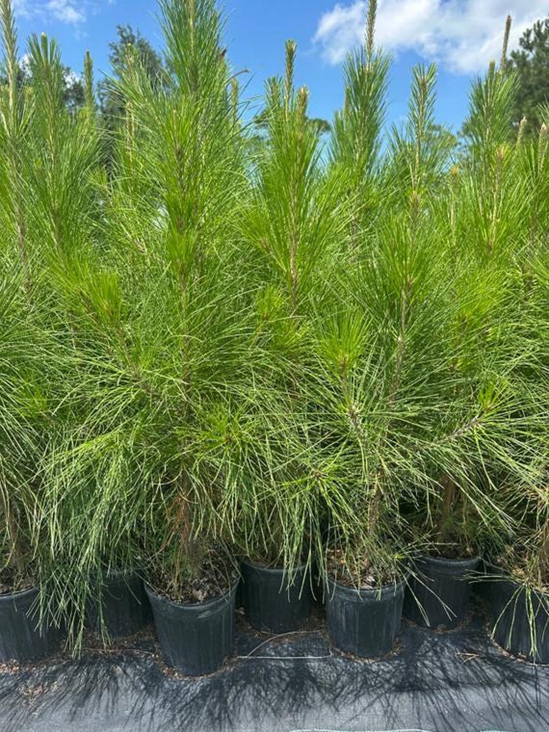 Loblolly Pine Trees 4 Live Rooted 3ft Tall Trees - Etsy