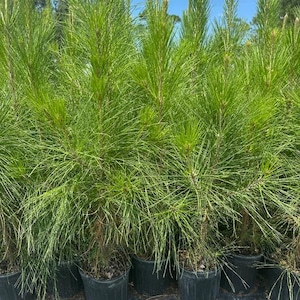 May include: A collection of young pine trees in black plastic pots. The trees have vibrant green needles and slender trunks. The background shows a bright blue sky with some clouds.