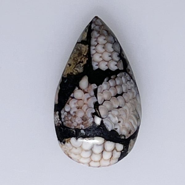 Pear or teardrop Snakeskin Agate or Wrasse Fossil cabochon, 12.92 carats             004-13-001