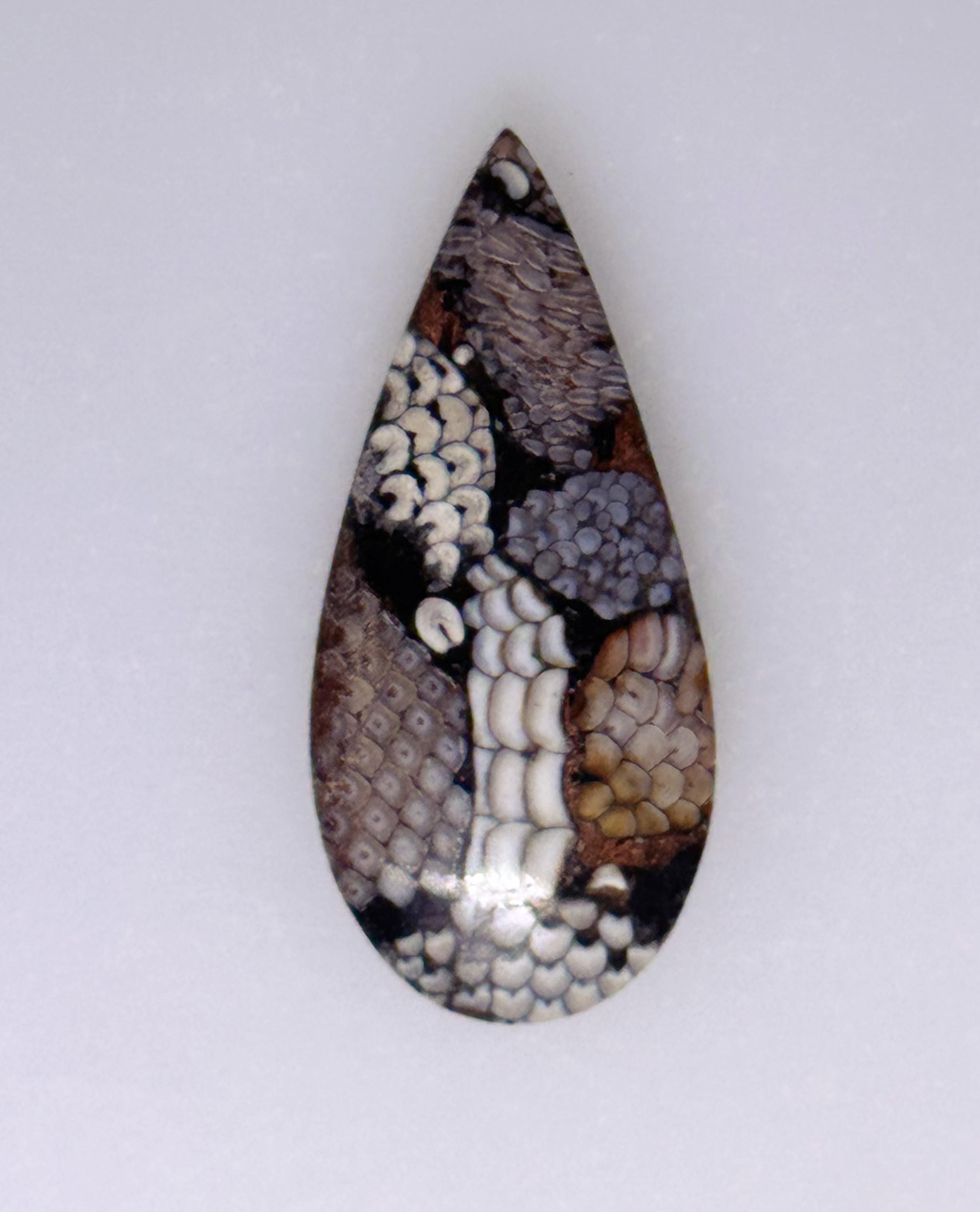 Large Snakeskin Agate, Wrasse Fossil Pear or Teardrop Cabochon