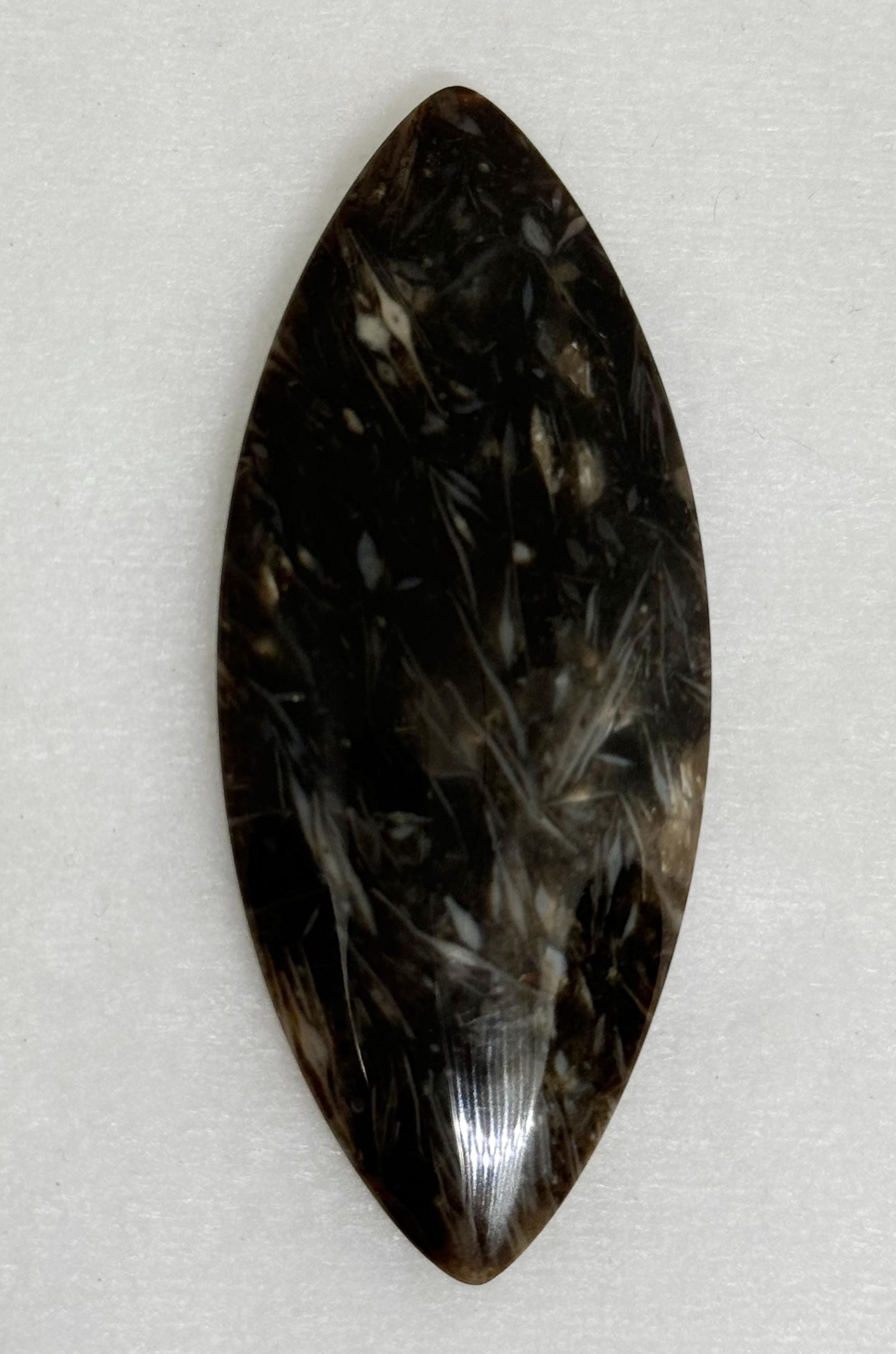 マーキスシェイプのパームルートアゲートカボション、豊富な模様、豊か