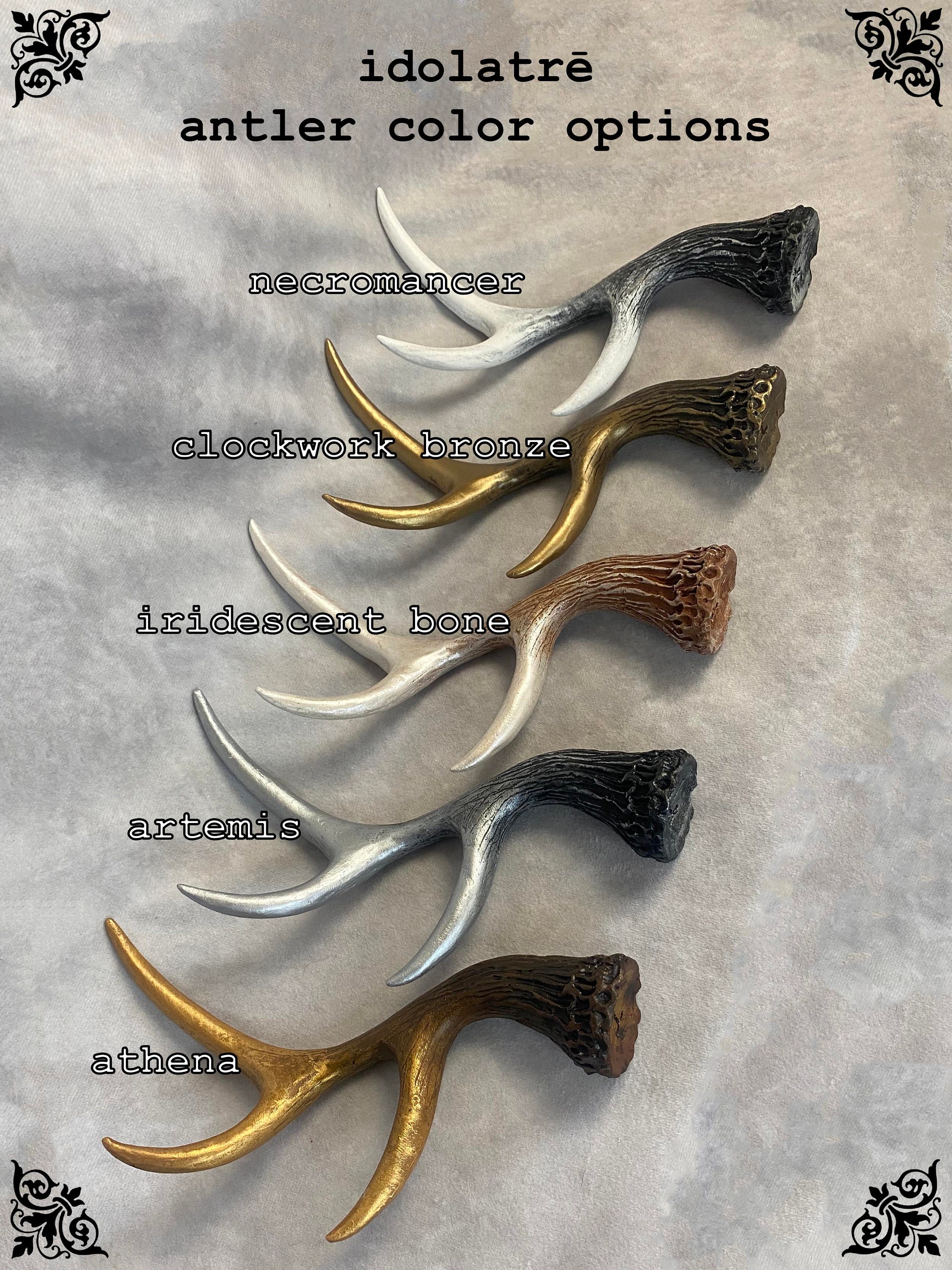 ビカクシダP.Antler Crown spore (YMDS)# ビカクシダP. Willinckii Antler Crown spore - メルカリ