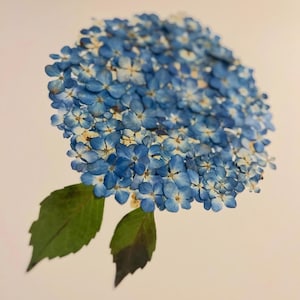 May include: A pressed flower arrangement featuring a cluster of blue hydrangea blossoms with white centers, surrounded by two green leaves.