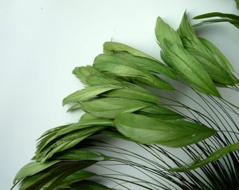 coque tail feathers