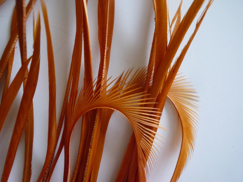 feathers in amber