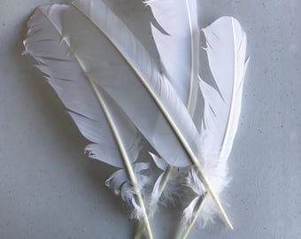 TURKEY QUILL, True White, 4 pièces / Q-10