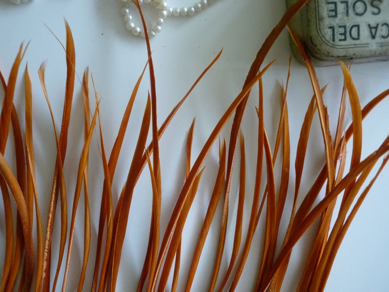 feathers in amber