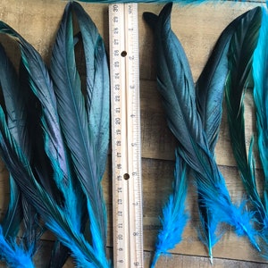 COQUE TAIL FEATHERS Loose / Iridescent, peacock blue / 817 image 2