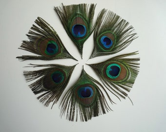 SMALL PEACOCK EYE Feathers 6 pieces , Small Eyes  / 265
