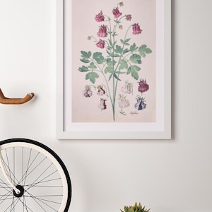 Vintage Columbine Flower Print: Botanical Wall Art (Digital Download)