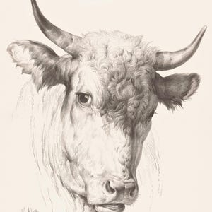 Vintage Bull Head Print: Rustic Farmhouse Decor (Digital Download A4, 16x20, 12x15, 8x10in JPGs)