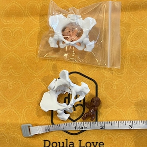 May include: An image featuring a white pelvic model with a baby figurine inside a clear plastic bag. A second pelvic model and baby figurine are next to a measuring tape. The words "Doula Love" are printed on the yellow background.