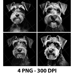 Puede incluir: Cuatro ilustraciones digitales en blanco y negro de un perro schnauzer miniatura. Cada imagen presenta una pose diferente del perro, con la cabeza del perro mirando hacia adelante en cada imagen.