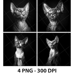 Devon Rex Cat Breed Portrait Laser Engrave File PNG Devon Rex Laser Devon Rex Slate Devon Rex Coaster Devon Rex Wood Engrave 3D 2D Xtool